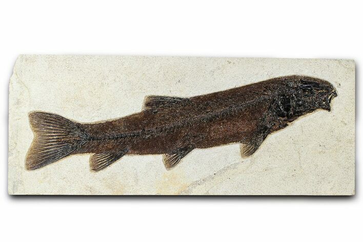 Large Fossil Fish (Notogoneus) - Wyoming #370879